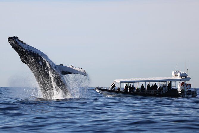 Whale Watching on OSPREY Speed Boat with canopy from SYD Harbour