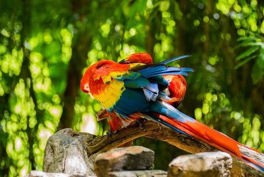 Park Xcaret Plus with Transportation from Cancun and Riviera Maya