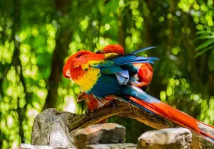 Park Xcaret Plus with Transportation from Cancun and Riviera Maya