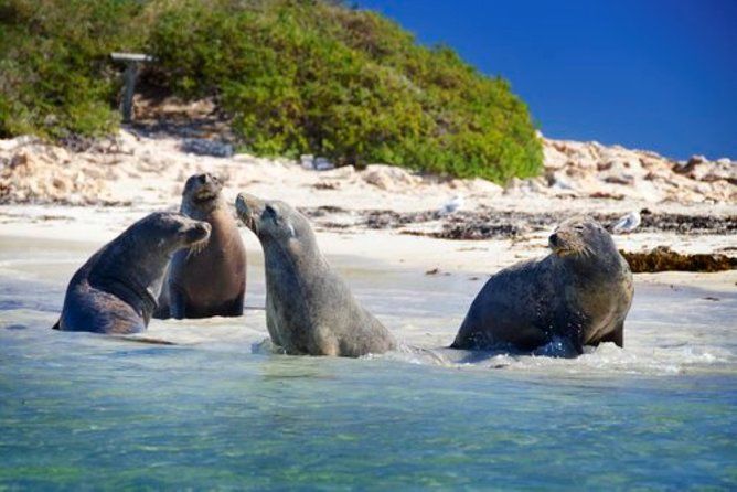 Dolphin, Sea Lion and Penguin Island Cruise