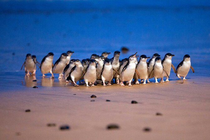 Philip Island express tour: penguin prd & wallaby spotting