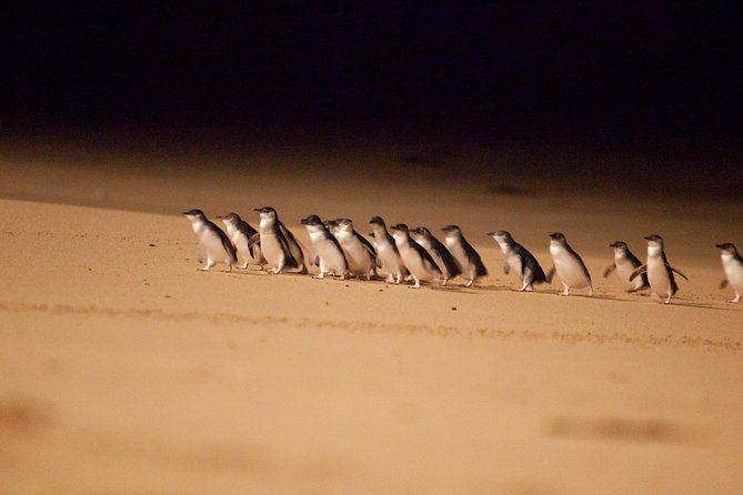 Melbourne Combo: Great Ocean Road Day Trip and Phillip Island Day Trip from Melbourne