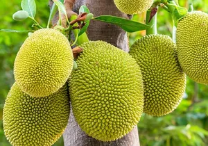 3 to 5 Hour Private Herbal Tour Shopping and Dinner at Ricks Cafe