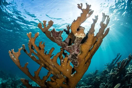 Cancun 5 in 1 Snorkeling Tour: MUSA, Shipwreck, Reefs & Cenotes