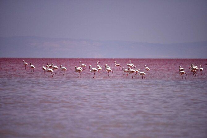 Private Salt Lake Tour
