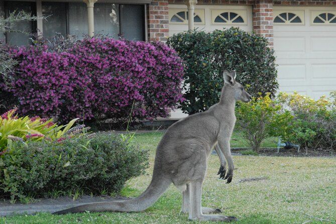 Urban Kangaroos Private Sunset Tour