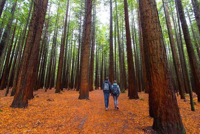 Redwood Forest, Blue Springs & Huka Falls Day Tour from Auckland