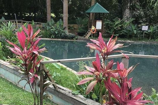 Black River Safari and YS Falls Private Tour