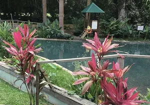 Black River Safari and YS Falls Private Tour