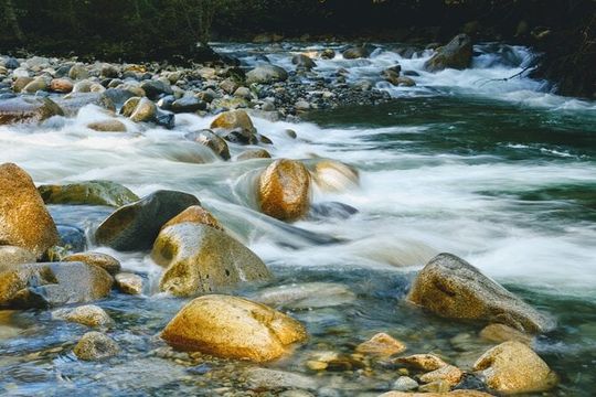 Photography in Rainforest & Suspension Bridge
