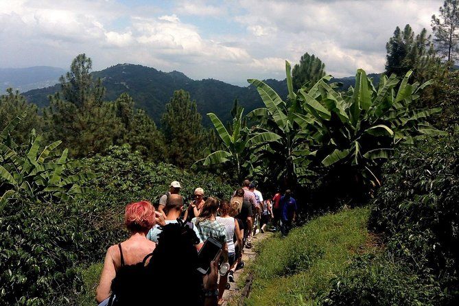 Blue Mountain Coffee Tasting & Farm Tour from Kingston