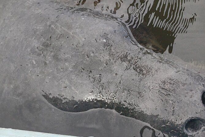 1-Hour Single Kayak Rental with Manatee & Dolphin sightings