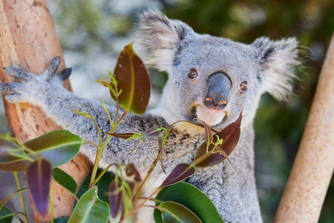 Newcastle: Port Stephens Dolphin Cruise & Wildlife Day Tour