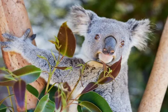Newcastle: Port Stephens Dolphin Cruise & Wildlife Day Tour
