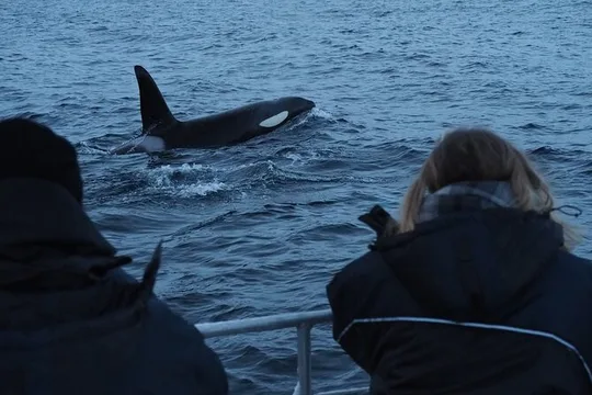Small group Whale watching
