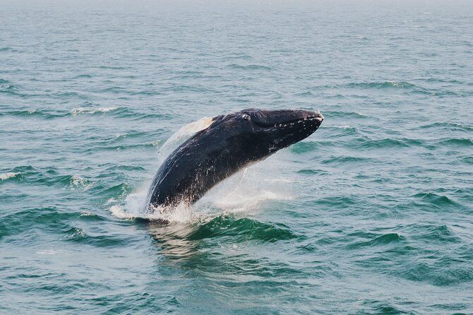 Combo: Whale Watching, Shopping and Beach Time