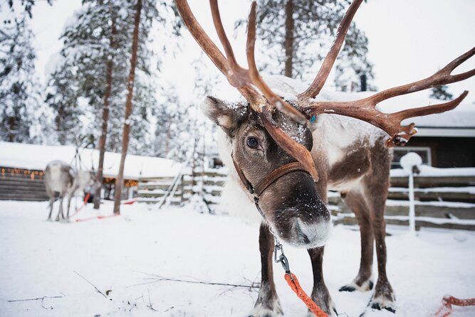 Husky and Reindeer Experience