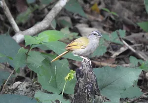 Half-Day Birdwatching Puerto Morelos