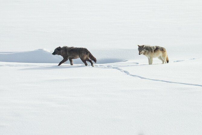 Yellowstone Winter Wolf and Wildlife Tour