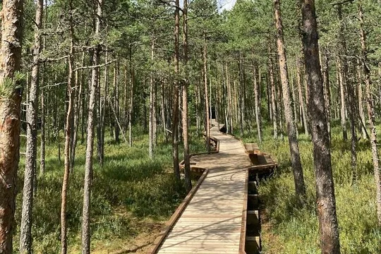 2.5 Hours Hike in Vaattunkikongas Forest Trail