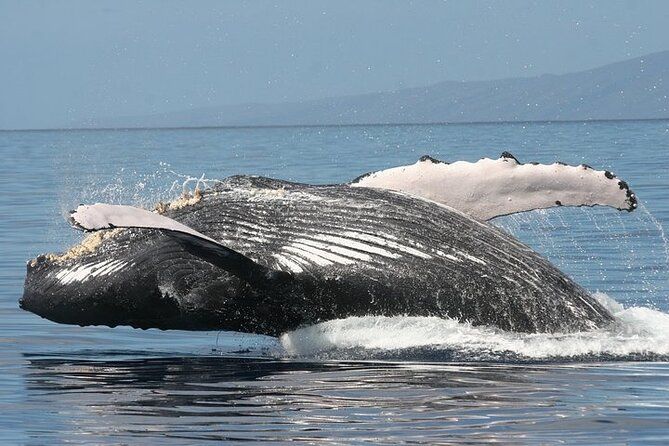 From Ma'alaea Harbor: Sunset Whale Watch Tour Aboard the Malolo