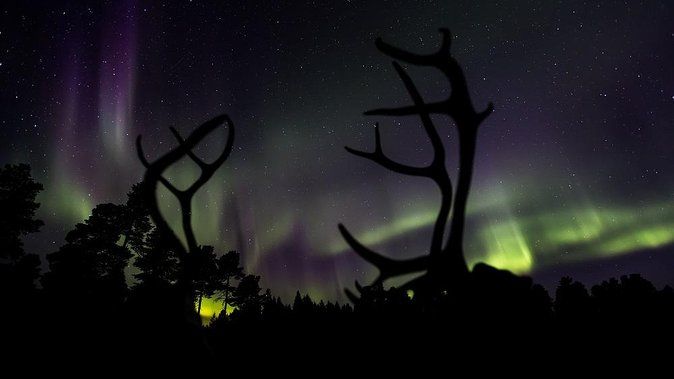 Small-Group Night of Reindeer and Northern Lights