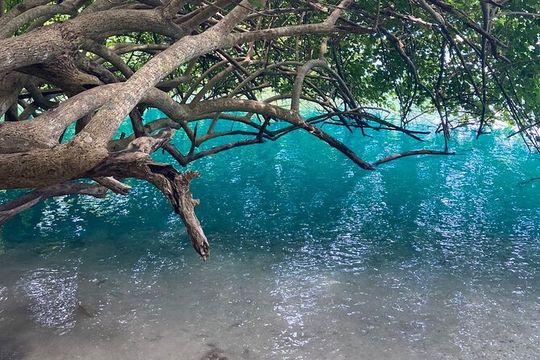 Frenchman’s Cove Beach Inclusive Tour From Montego Bay