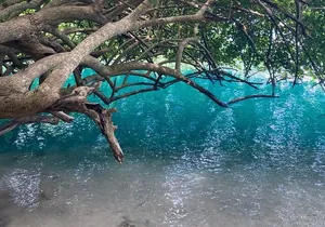 Frenchman’s Cove Beach Inclusive Tour From Montego Bay