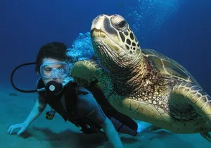 Intro/Refresher Dive Swim Ability Required