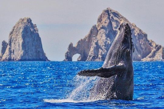 Cabo San Lucas Small-Group Whale Watching Tour: Hear the Whales