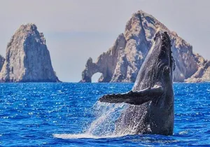 Hear the whales! World class whale watching!