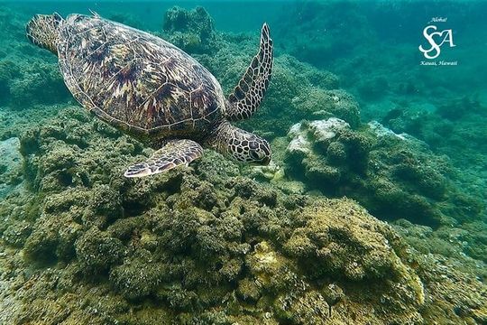 Sensational Sea Scooter Rentals