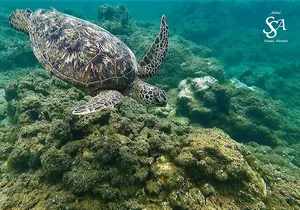 Sensational Sea Scooter Rentals