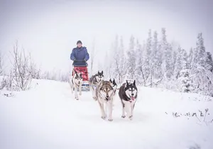 Full Day "Drive Your Own Dog Team" Dog Sledding Tour