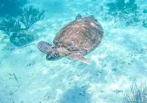 Private Half-day Luxury Experience with Turtles & Majestic Cenote