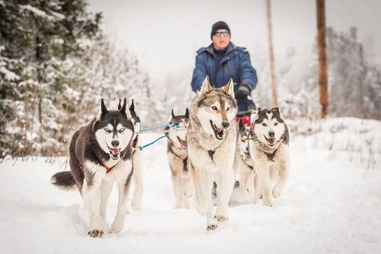 Half Day "Drive Your Own Dog Team" Dog Sledding Tour