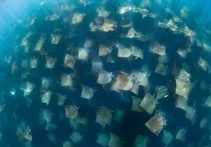 Ocean Safari in San Jose del Cabo