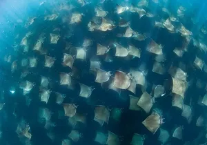 Ocean Safari in San Jose del Cabo
