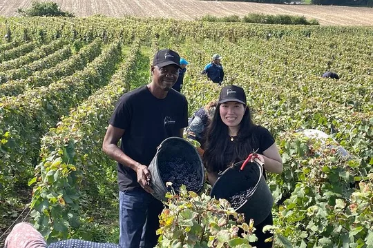 Half Day Grape Harvest Experience with Tasting in Epernay