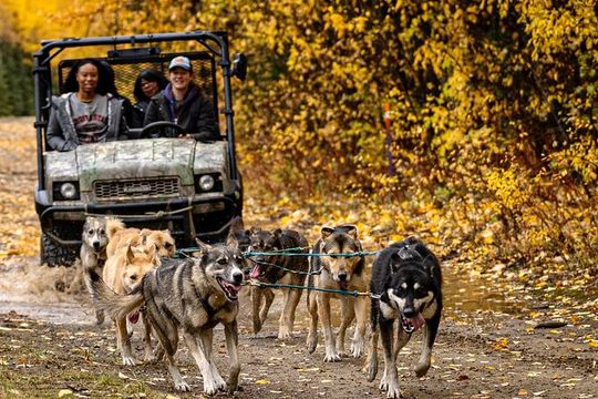 1 Hour Fall Sled Dog Experience in Two Rivers