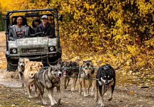 1 Hour Fall Sled Dog Experience in Two Rivers