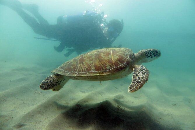 Discover Scuba Diving in San Juan