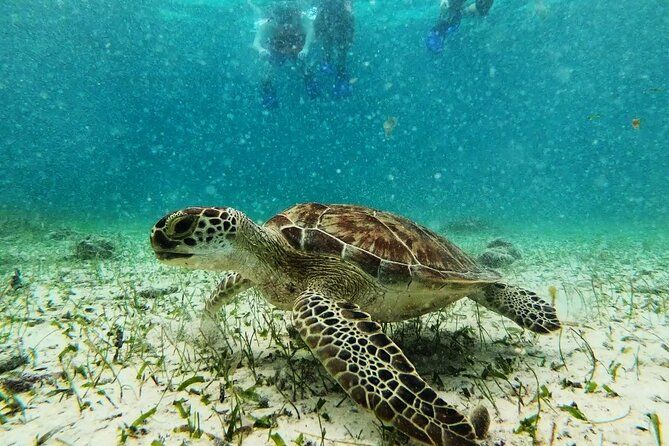 Private Snorkel Tour On The Reef Lagoon