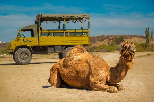 Safari with Camel Caravan to Explore Baja’s Nature, Culture and Cuisine