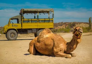 Safari with Camel Caravan to Explore Baja’s Nature, Culture and Cuisine