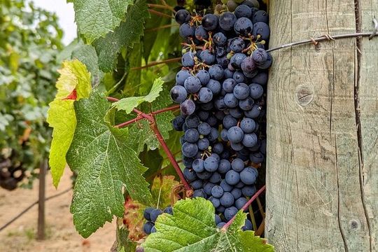 Sonoma Scavenger Hunt Walking Tour & Game