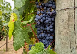 Sonoma Scavenger Hunt Walking Tour & Game