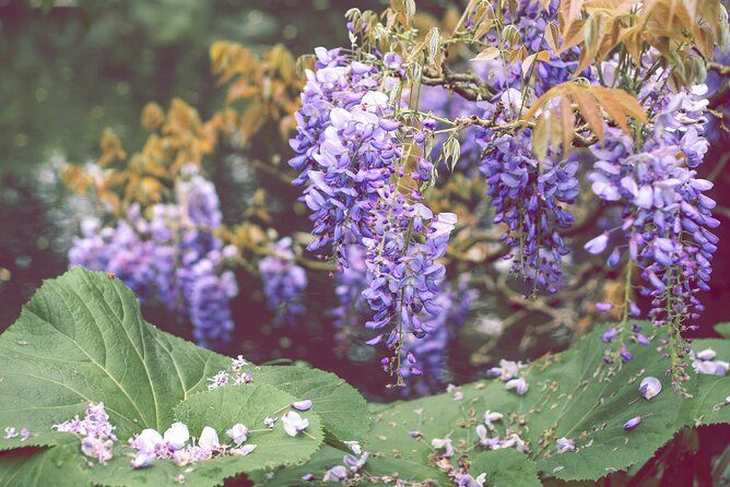CDG Transfers with Giverny, Crepe tasting and cruise