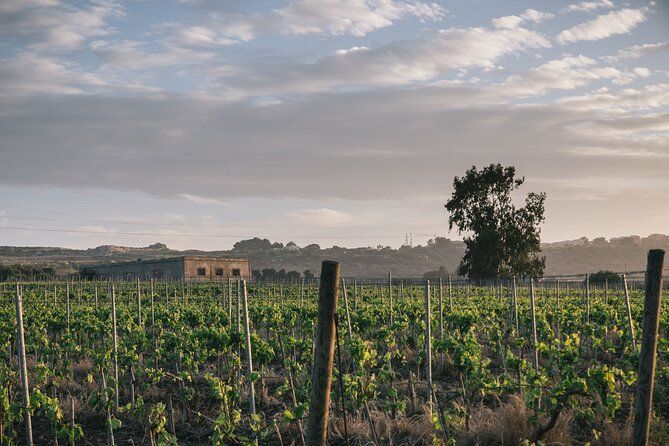 Syracuse: Exclusive Sicilian Wine Tasting Experience