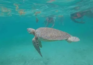 Swim with turtles + snorkelling + archaeological zone of Tulúm + cenote